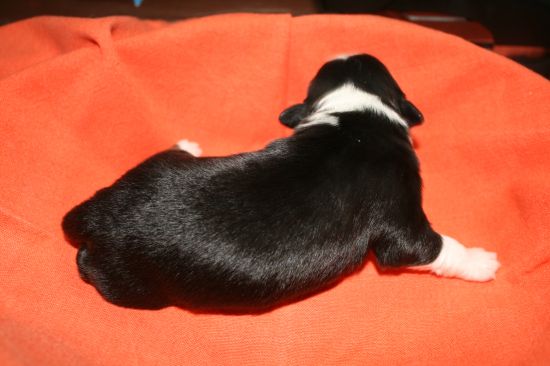 Portrait de ARIANE MINI BLACK DU MOULIN DE BLASCO