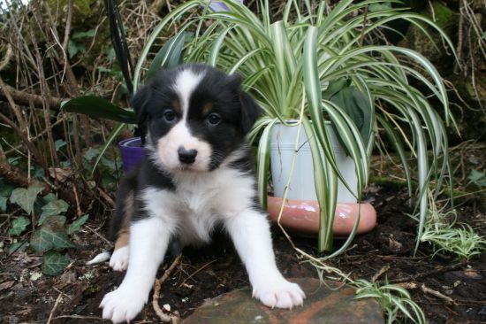 Portrait de  BETTY BELLE  DU MOULIN DE BLASCO