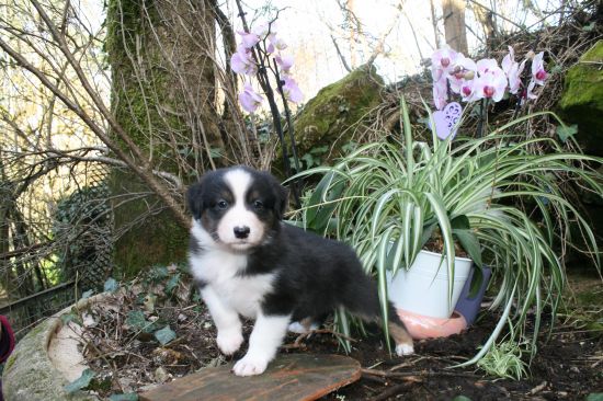Portrait de BILLY  DU MOULIN DE BLASCO