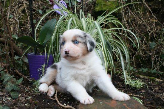 Portrait de BROME ONYX DU MOULIN DE BLASCO