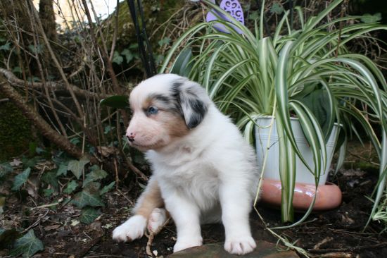 Portrait de BYANNE  BLUE  DU MOULIN DE BLASCO