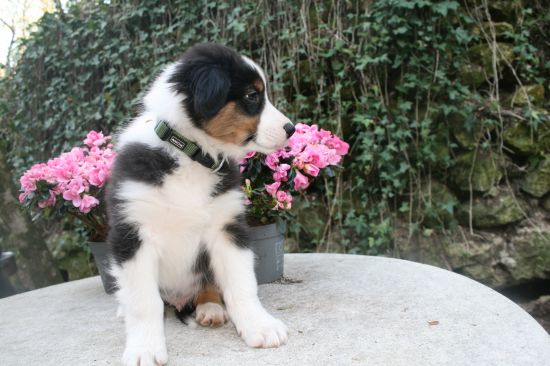 Portrait de BARRY  DU MOULIN DE BLASCO