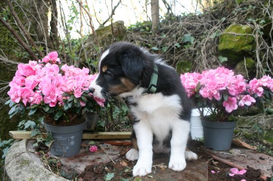 Portrait de BLACK BIRD   DU MOULIN DE BLASCO
