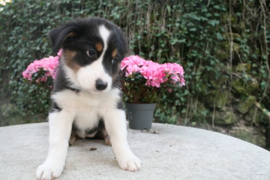 Portrait de  BETTY BELLE  DU MOULIN DE BLASCO