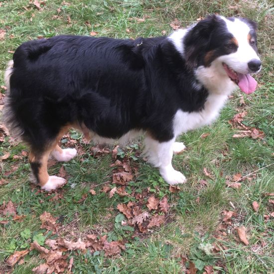 des nouvelles de la baleine !!