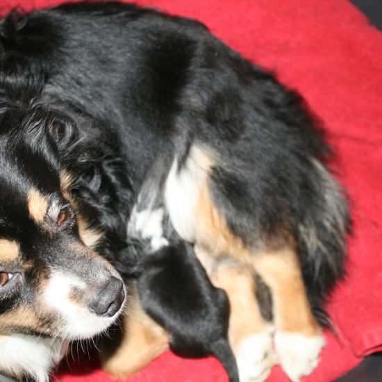 Portrait de THAIS  BLACK MINI LOU DE LA FORET QUI CHANTE